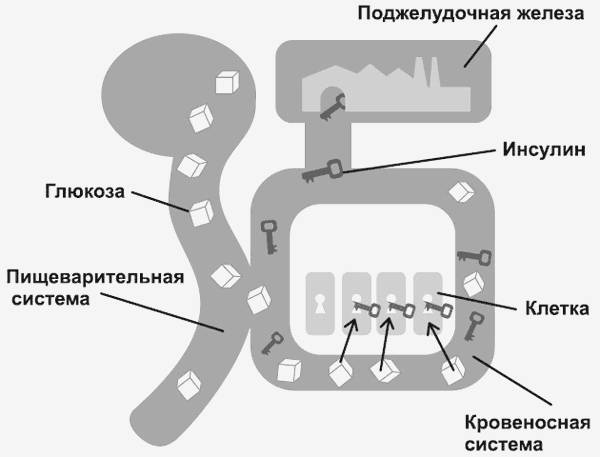 Иллюстрация к книге — Здоровье без фанатизма: 36 часов в сутках [i_009.jpg]