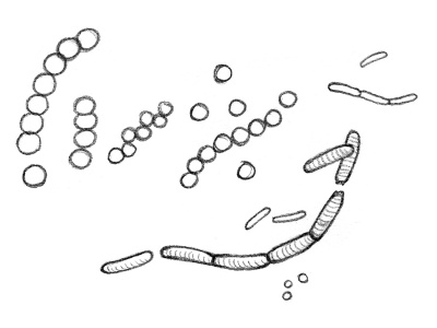Иллюстрация к книге — Тайная жизнь домашних микробов: все о бактериях, грибках и вирусах [i_010.jpg]