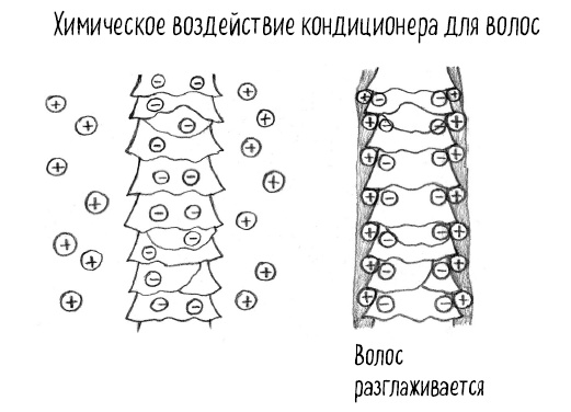 Иллюстрация к книге — Тайная жизнь домашних микробов: все о бактериях, грибках и вирусах [i_040.jpg]