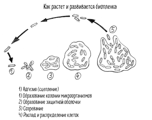 Иллюстрация к книге — Тайная жизнь домашних микробов: все о бактериях, грибках и вирусах [i_060.jpg]