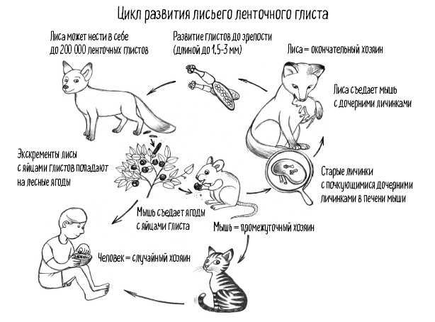 Иллюстрация к книге — Тайная жизнь домашних микробов: все о бактериях, грибках и вирусах [i_103.jpg]