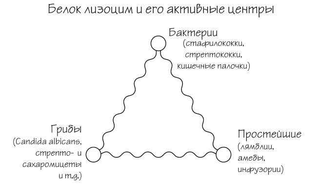 Иллюстрация к книге — Разумный биохакинг Homo Sapiens: физическое тело и его законы [i_003.jpg]