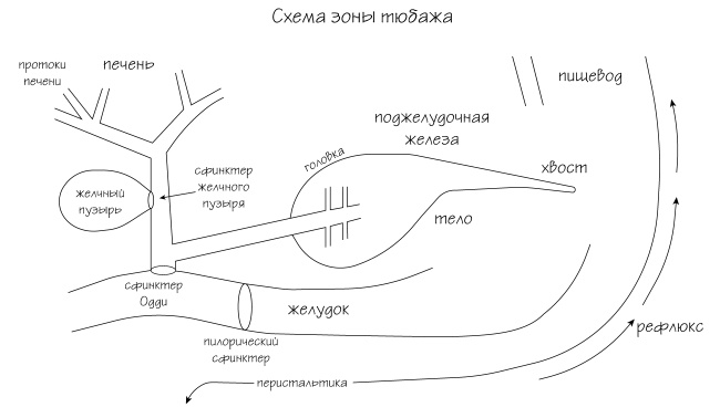 Иллюстрация к книге — Разумный биохакинг Homo Sapiens: физическое тело и его законы [i_007.jpg]