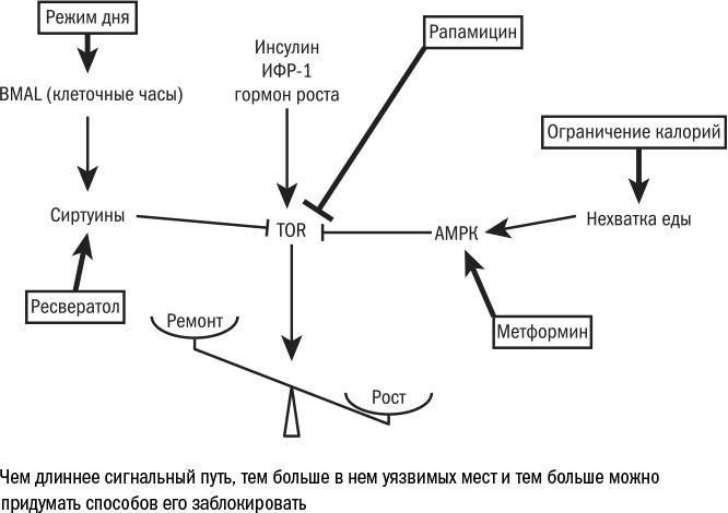 Иллюстрация к книге — Против часовой стрелки [i_112.jpg]