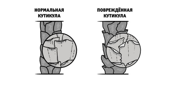 Иллюстрация к книге — Бьютилогия. Наука о красоте для тех, кто знал, но забыл [_15.jpg]