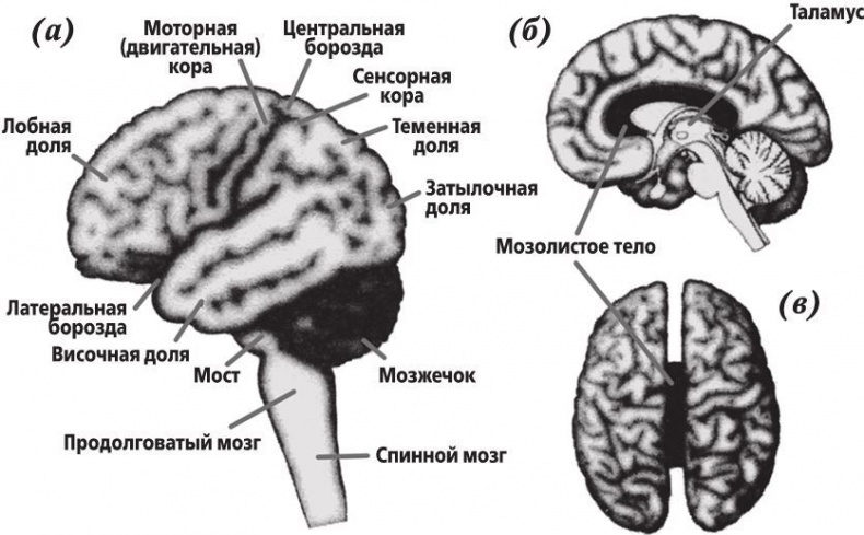 Иллюстрация к книге — Фантомы мозга [i_002.jpg]