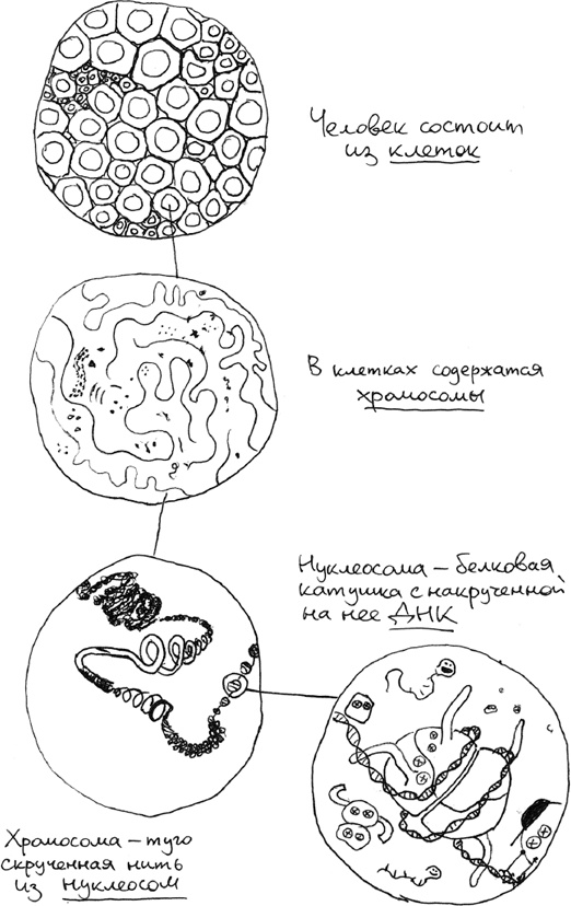 Иллюстрация к книге — Хлопок одной ладонью [i_008.jpg]