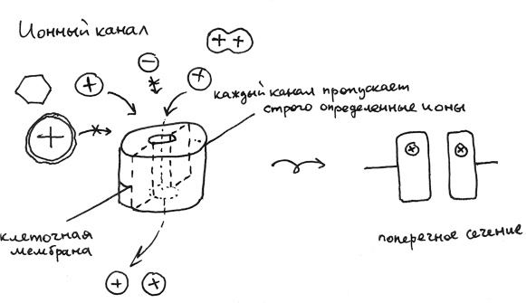 Иллюстрация к книге — Хлопок одной ладонью [i_100.jpg]