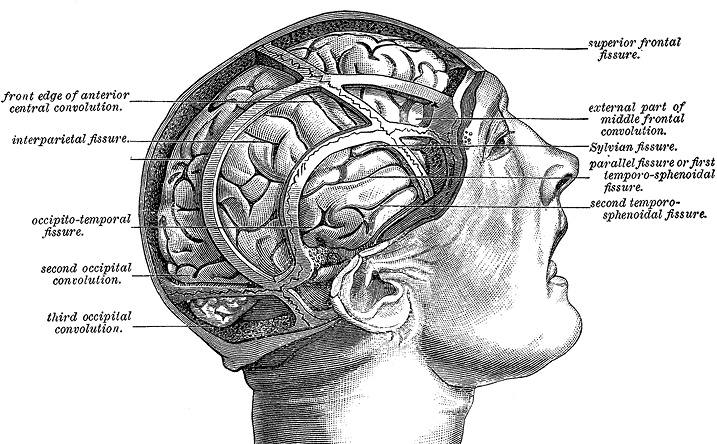 Не жилец! История медицины в увлекательных заметках