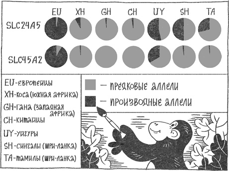 Странная обезьяна. Куда делась шерсть и почему люди разного цвета