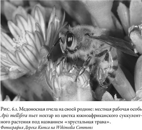 Иллюстрация к книге — Жужжащие. Естественная история пчёл [i_031.jpg]