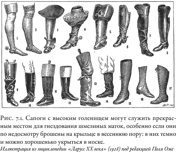 Иллюстрация к книге — Жужжащие. Естественная история пчёл [i_037.jpg]