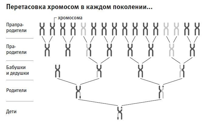 Иллюстрация к книге — Кто мы и как сюда попали. Древняя ДНК и новая наука о человеческом прошлом [i_012.jpg]