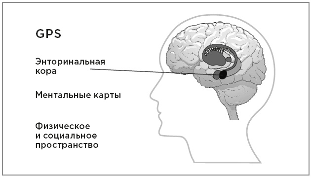 Иллюстрация к книге — Нейробиология перемен: почему наш мозг сопротивляется всему новому и как его настроить на успех [i_018.jpg]