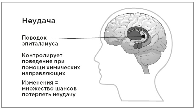 Иллюстрация к книге — Нейробиология перемен: почему наш мозг сопротивляется всему новому и как его настроить на успех [i_020.jpg]