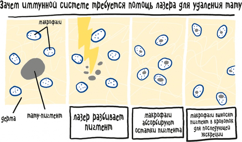 Иллюстрация к книге — Если бы наши тела могли говорить. Руководство по эксплуатации и обслуживанию человеческого тела [i_007.jpg]