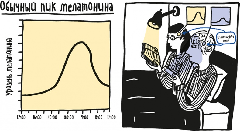 Иллюстрация к книге — Если бы наши тела могли говорить. Руководство по эксплуатации и обслуживанию человеческого тела [i_017.jpg]