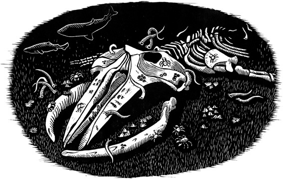 Иллюстрация к книге — Наблюдая за китами [i_009.jpg]