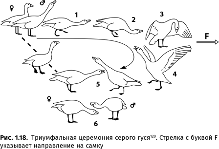 Иллюстрация к книге — Происхождение языка. Факты, исследования, гипотезы [i_029.jpg]