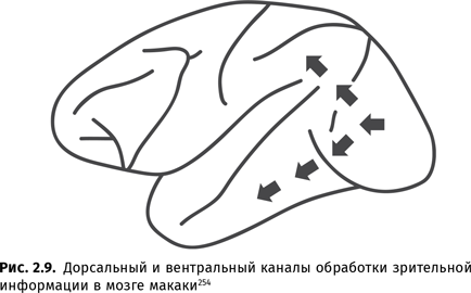 Иллюстрация к книге — Происхождение языка. Факты, исследования, гипотезы [i_038.jpg]