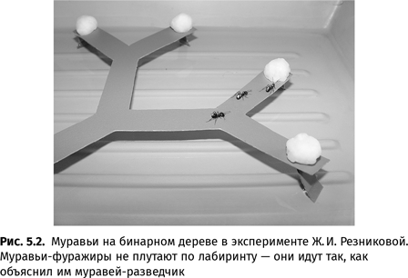 Иллюстрация к книге — Происхождение языка. Факты, исследования, гипотезы [i_076.jpg]