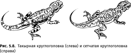 Иллюстрация к книге — Происхождение языка. Факты, исследования, гипотезы [i_082.jpg]