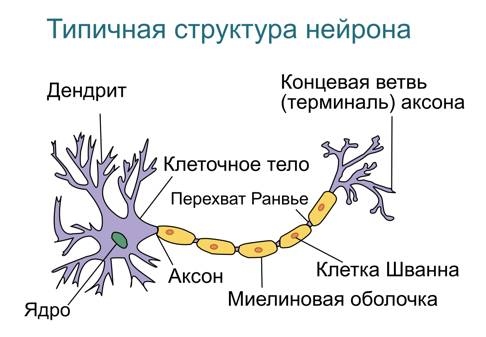Иллюстрация к книге — Язык и мозг. Нейробиология раскрывает главную тайну человека [_4.jpg]