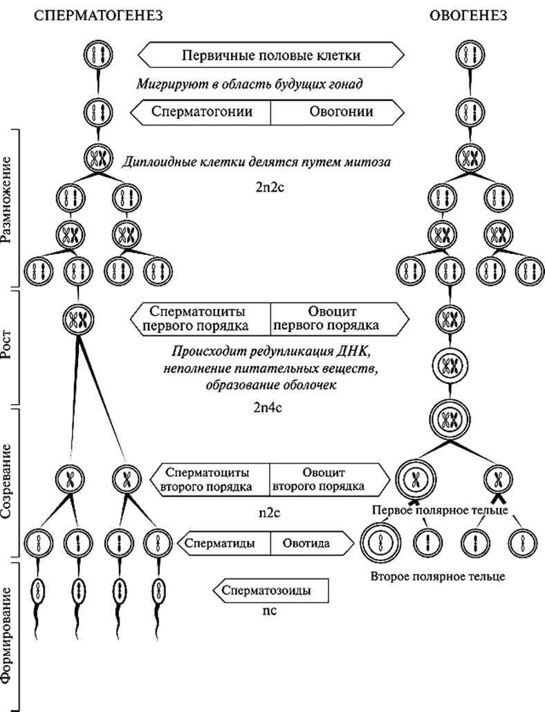 Биология для тех, кто хочет понять и простить самку богомола