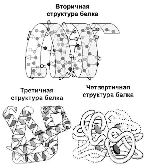Биология для тех, кто хочет понять и простить самку богомола