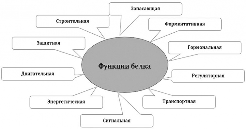 Биология для тех, кто хочет понять и простить самку богомола