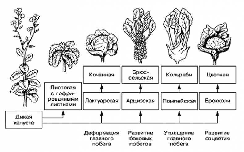 Биология для тех, кто хочет понять и простить самку богомола