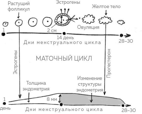 Иллюстрация к книге — Ab Ovo. Путеводитель для будущих мам: об особенностях женской половой системы, зачатии и сохранении беременности [img_16.jpg]
