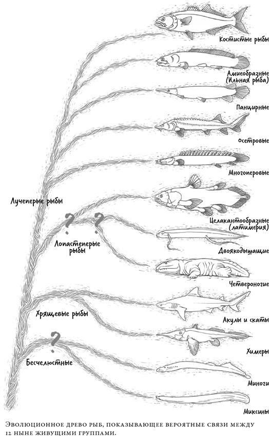 Иллюстрация к книге — О чём молчат рыбы. Путеводитель по жизни морских обитателей [i_017.jpg]