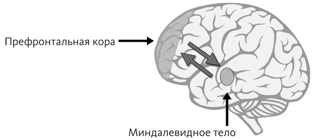 Иллюстрация к книге — Промывка мозга. Программа для ясного мышления, укрепления отношений с людьми и развития полезных привычек [i_003.jpg]