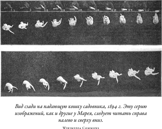 Иллюстрация к книге — Загадка падающей кошки и фундаментальная физика [i_022.jpg]