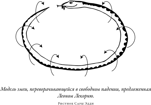 Иллюстрация к книге — Загадка падающей кошки и фундаментальная физика [i_025.jpg]