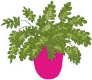Иллюстрация к книге — Мой блокнот. Сила растений [i_217.jpg]