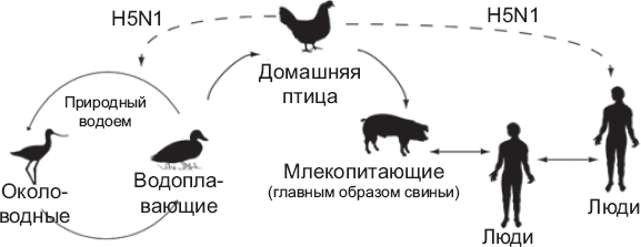 Иллюстрация к книге — Выжить в пандемию [i_010.jpg]