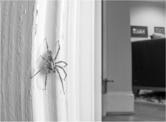 Иллюстрация к книге — Не один дома. Естественная история нашего жилища от бактерий до многоножек, тараканов и пауков [i_018.jpg]