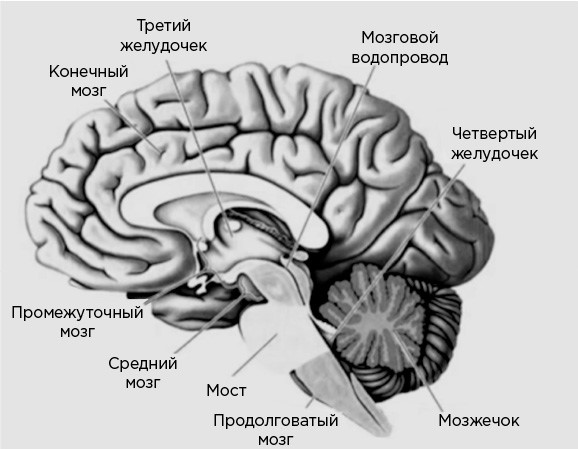 Иллюстрация к книге — Мозг и его потребности. От питания до признания [i_002.jpg]