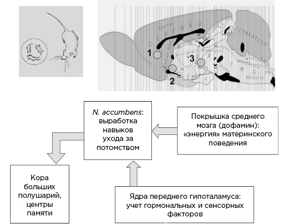 Иллюстрация к книге — Мозг и его потребности. От питания до признания [i_013.jpg]