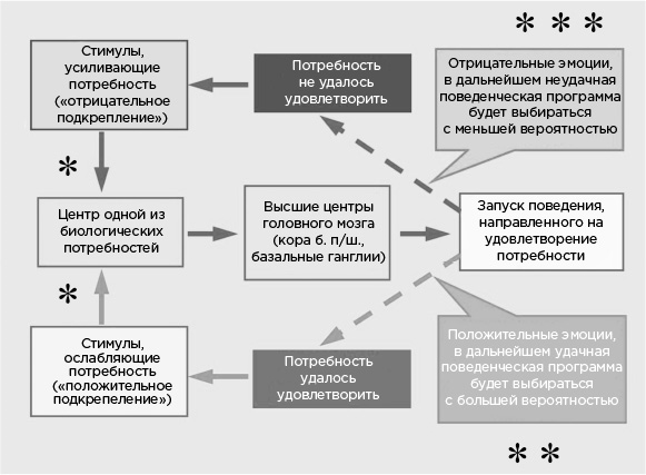 Иллюстрация к книге — Мозг и его потребности. От питания до признания [i_036.jpg]