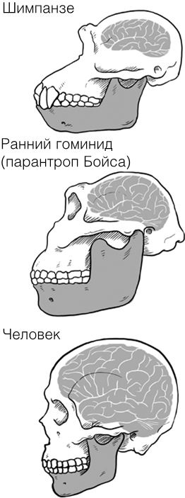Иллюстрация к книге — Челюсти. Научное исследование о взаимосвязи между зубами, мозгом и кишечником + 40-дневный план питания, который поможет вернуть в норму здоровье ротовой полости и сформировать иммунитет к кариесу [i_010.jpg]