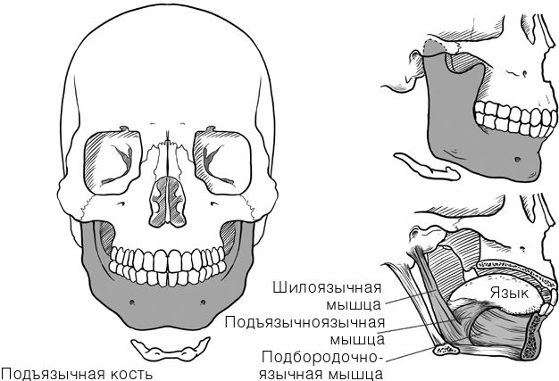 Иллюстрация к книге — Челюсти. Научное исследование о взаимосвязи между зубами, мозгом и кишечником + 40-дневный план питания, который поможет вернуть в норму здоровье ротовой полости и сформировать иммунитет к кариесу [i_012.jpg]