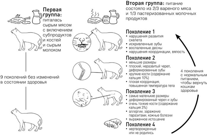 Иллюстрация к книге — Челюсти. Научное исследование о взаимосвязи между зубами, мозгом и кишечником + 40-дневный план питания, который поможет вернуть в норму здоровье ротовой полости и сформировать иммунитет к кариесу [i_027.jpg]