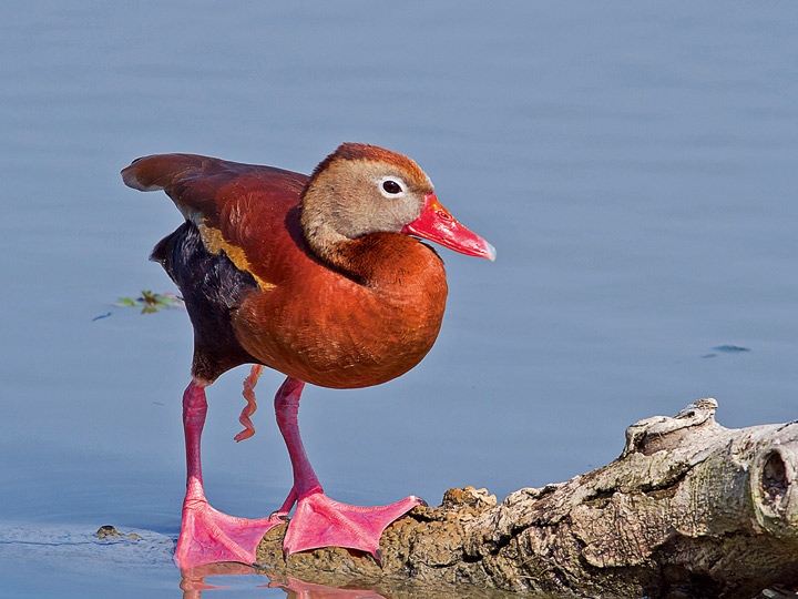 Иллюстрация к книге — Эволюция красоты. Как дарвиновская теория полового отбора объясняет животный мир – и нас самих [i_042.jpg]