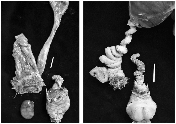 Иллюстрация к книге — Эволюция красоты. Как дарвиновская теория полового отбора объясняет животный мир – и нас самих [i_043.jpg]