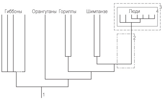 Иллюстрация к книге — Эволюция красоты. Как дарвиновская теория полового отбора объясняет животный мир – и нас самих [i_057.jpg]
