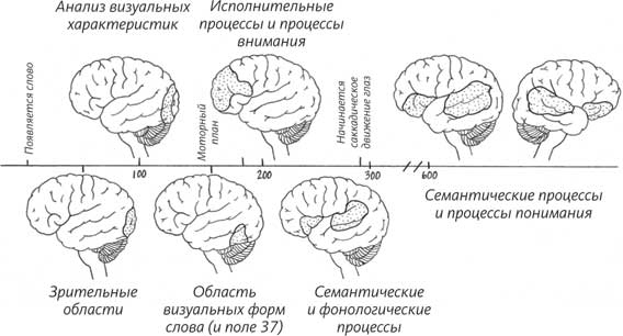 Иллюстрация к книге — Пруст и кальмар. Нейробиология чтения [i_015.jpg]