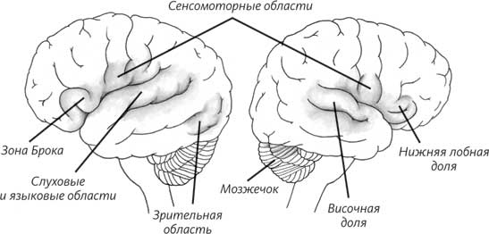 Иллюстрация к книге — Пруст и кальмар. Нейробиология чтения [i_018.jpg]